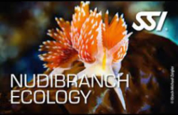 Nudibranch Ecology